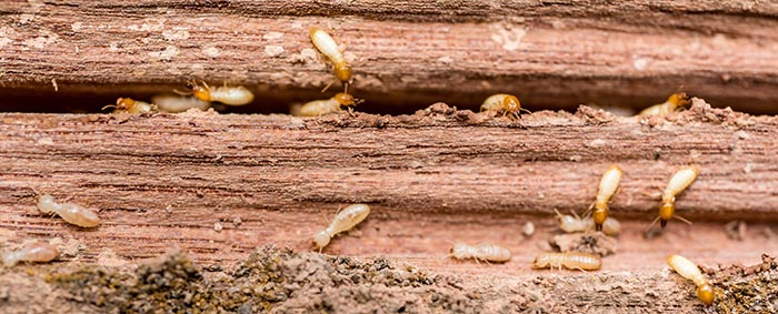 untreated wood