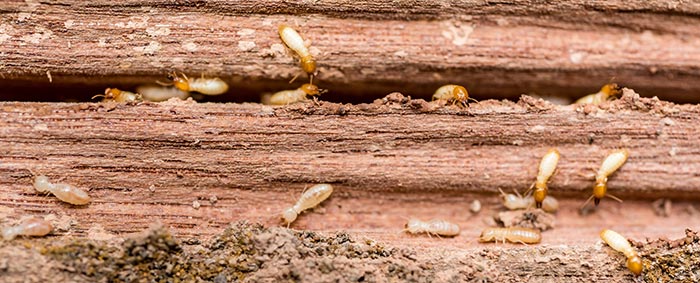 Termite Infested Untreated Wood