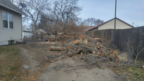 Trees felled